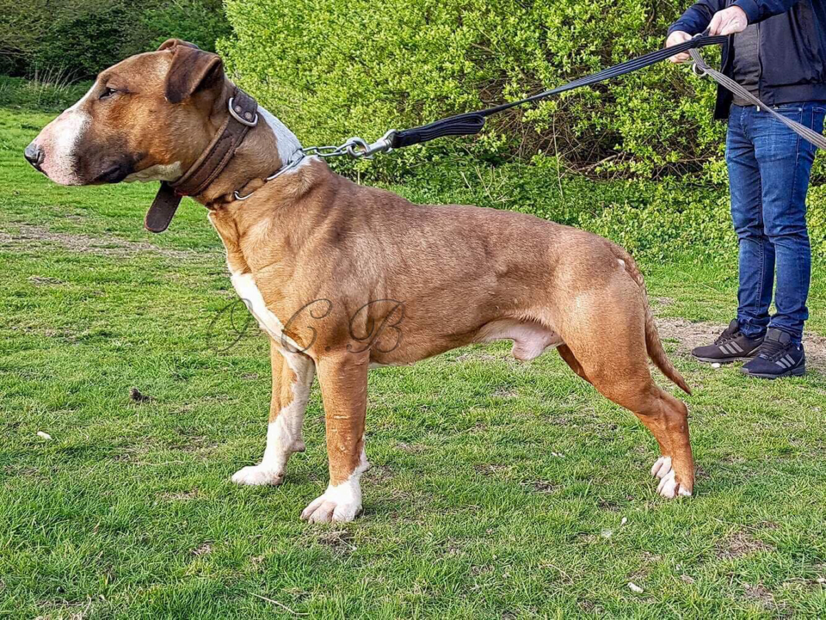 Bull sales terrier working