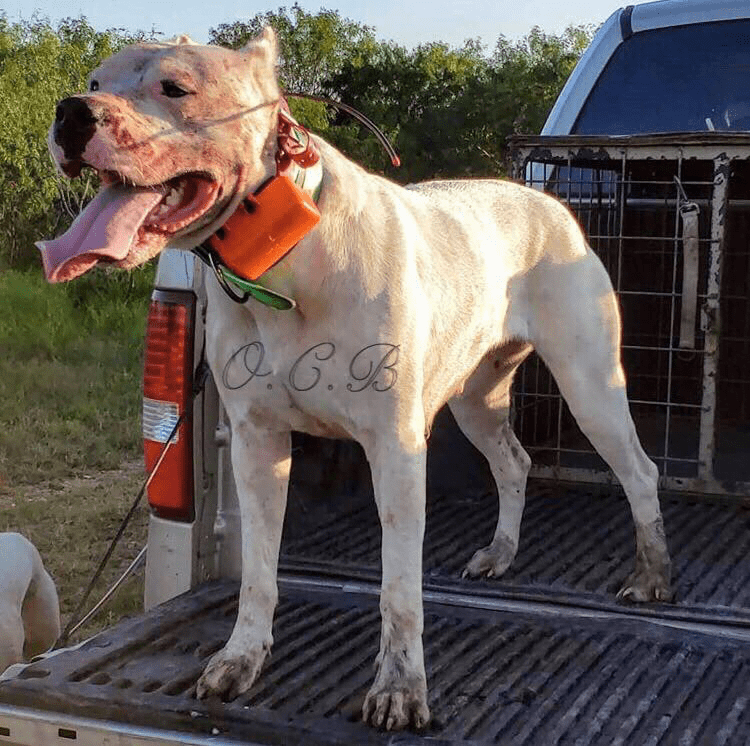 Dogo Argentino - Jackal's Old Country Blood